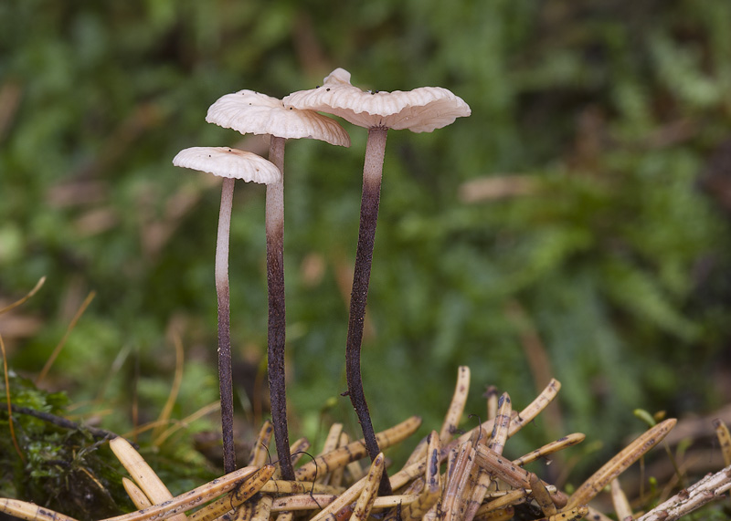 Gymnopus perforans